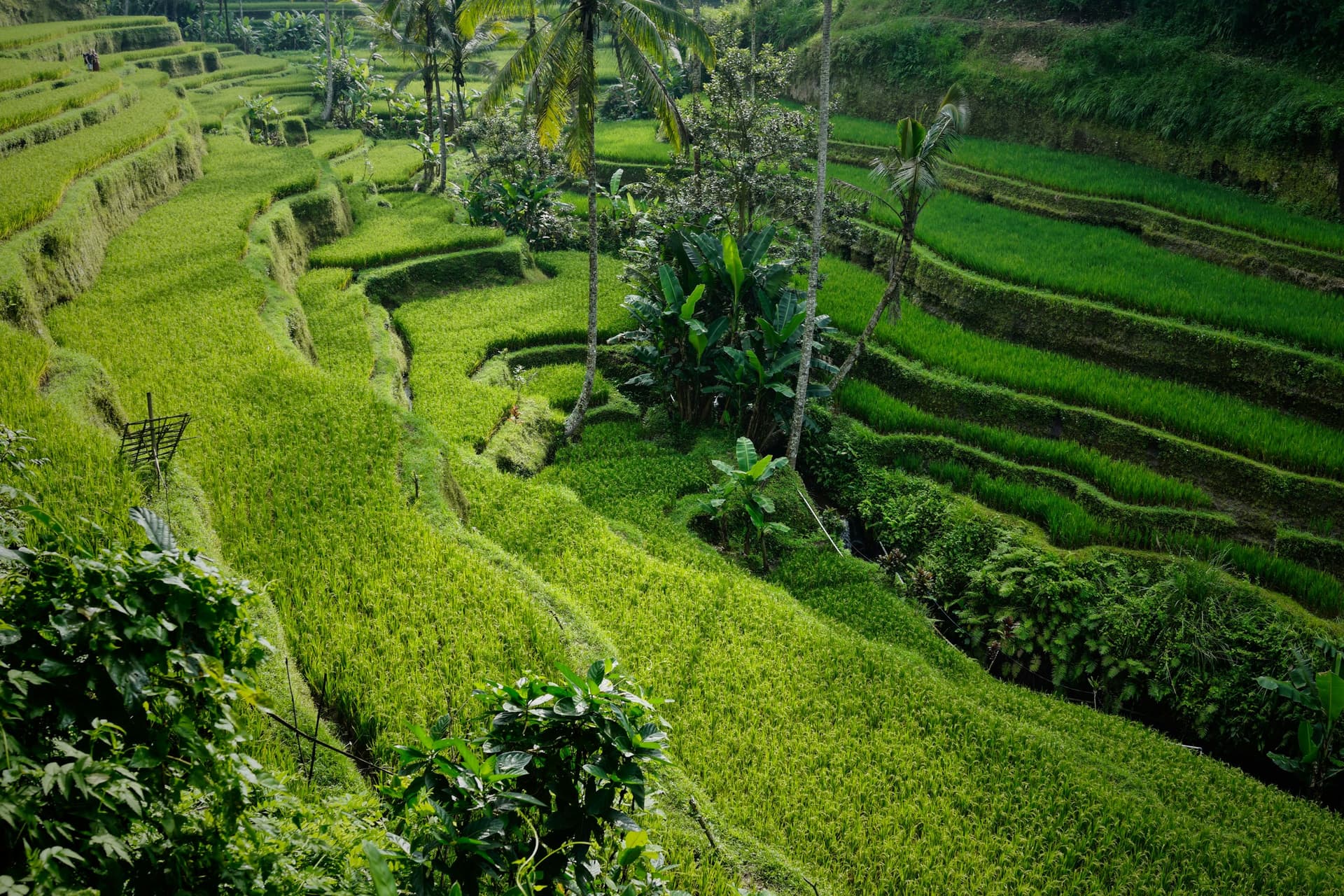 Bali 4 Hari 3 Malam — 2