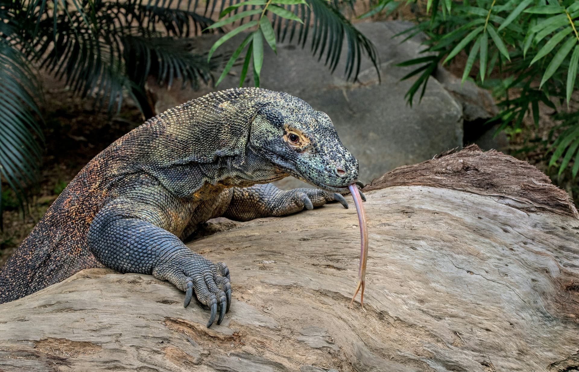 Labuan Bajo & Komodo 4 Hari 3 Malam — 1